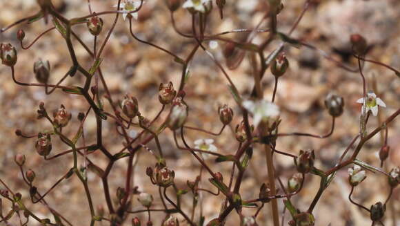 Image de Nemacladus pinnatifidus Greene