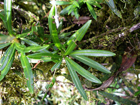 Image of Podocarpus oleifolius D. Don