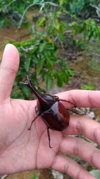 Image of Xylotrupes sumatrensis Minck 1920