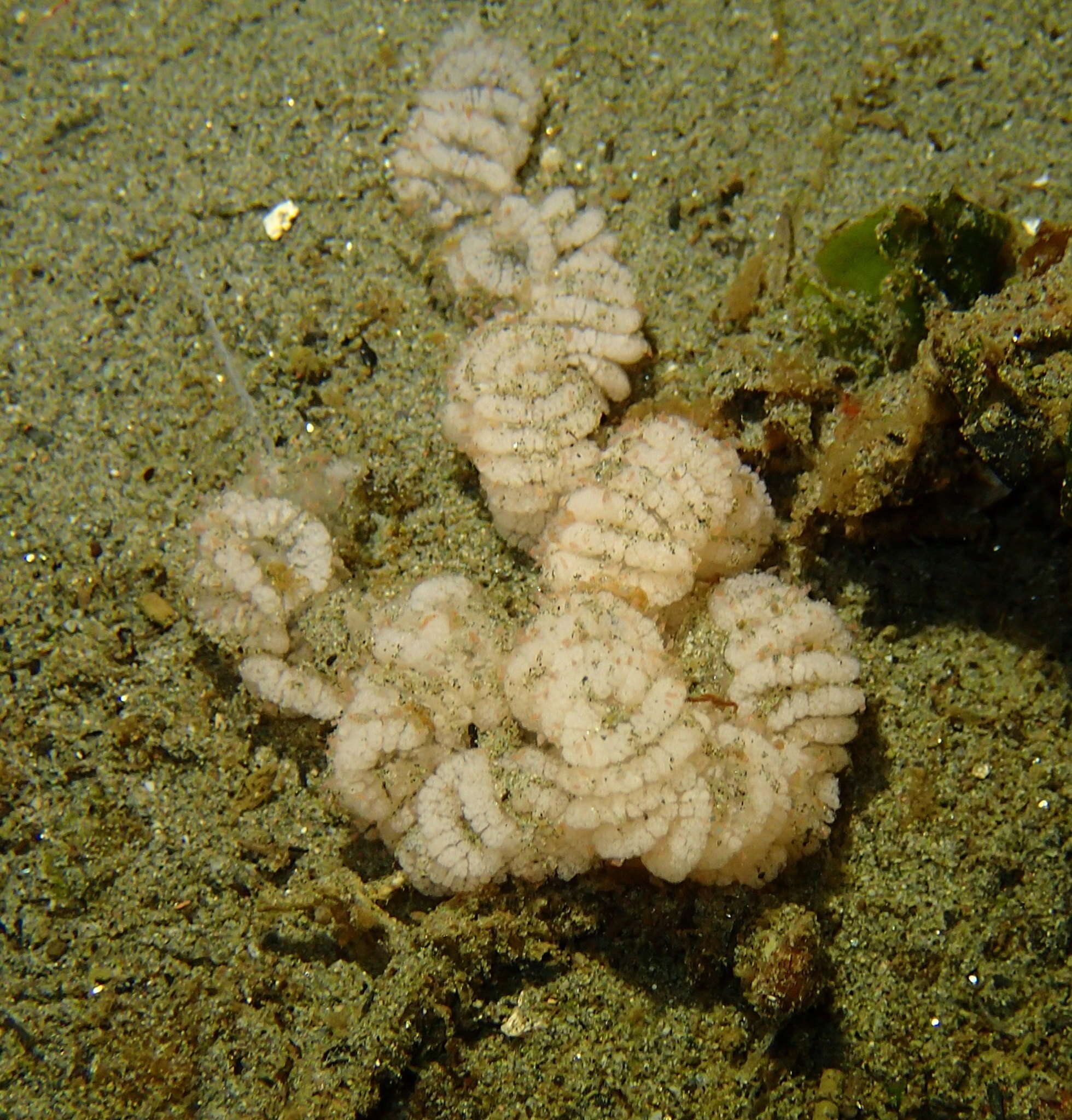 Image de Armina californica (J. G. Cooper 1863)