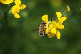 Image of Broad-handed Leaf-cutter Bee