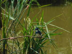 صورة Alcedo coerulescens Vieillot 1818