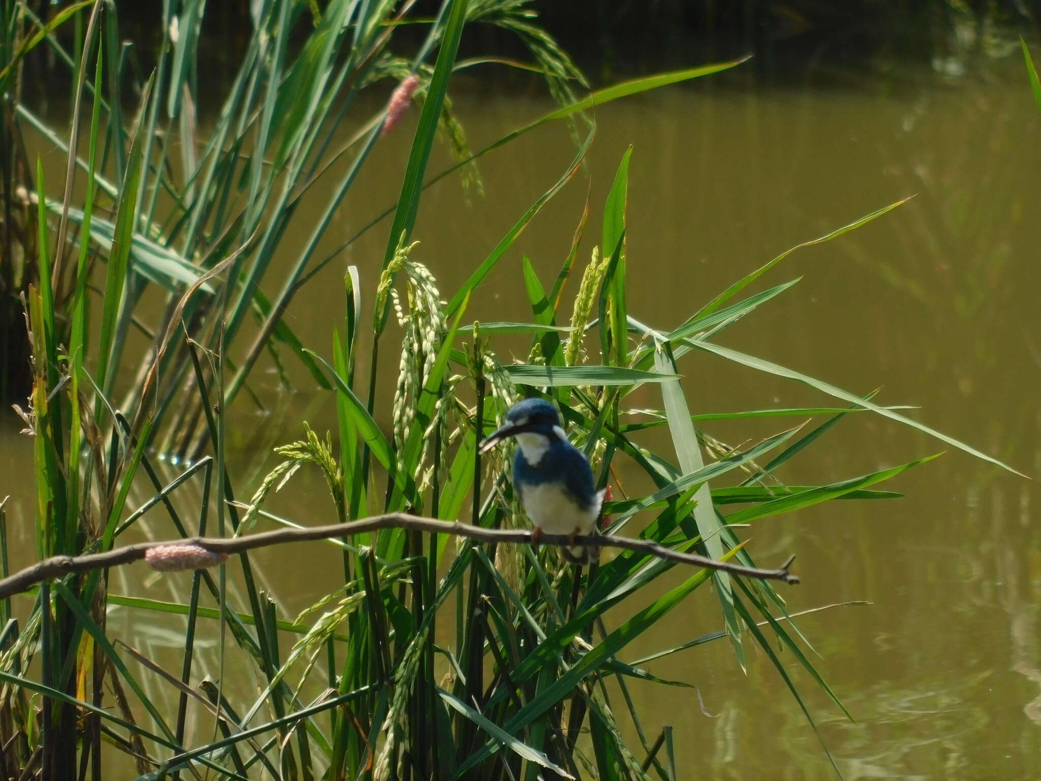 صورة Alcedo coerulescens Vieillot 1818