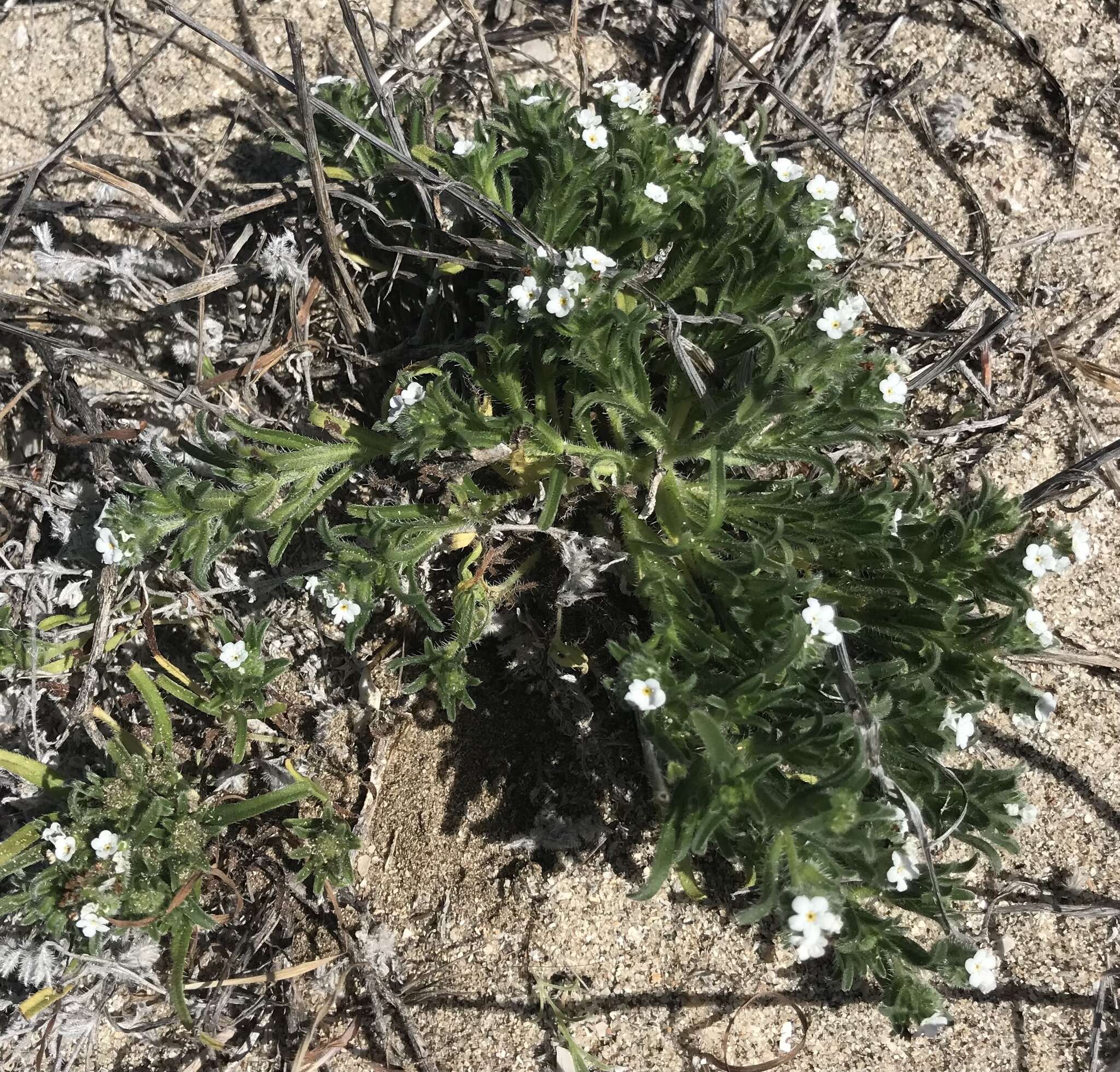 Image of Cryptantha clementina Rebman & M. G. Simpson