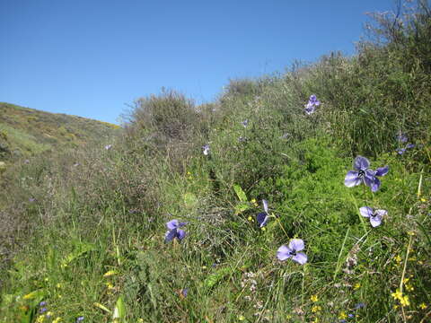 Moraea gigandra L. Bolus resmi