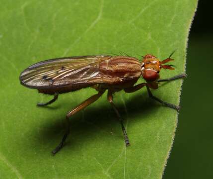 Image of Tetanocera vicina Macquart 1843