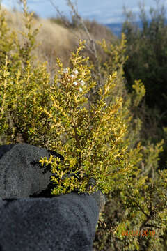 Plancia ëd Cassinia vauvilliersii Hook. fil.