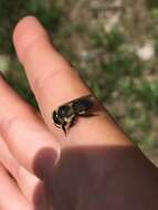 Image of Black-and-gray Leaf-cutter Bee