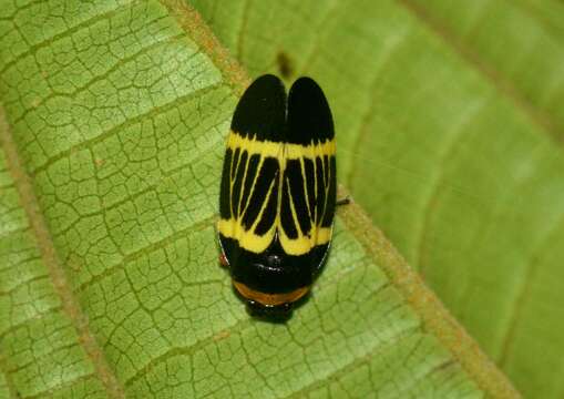 Image of Sphenorhina clarivenosa (Jacobi 1908)