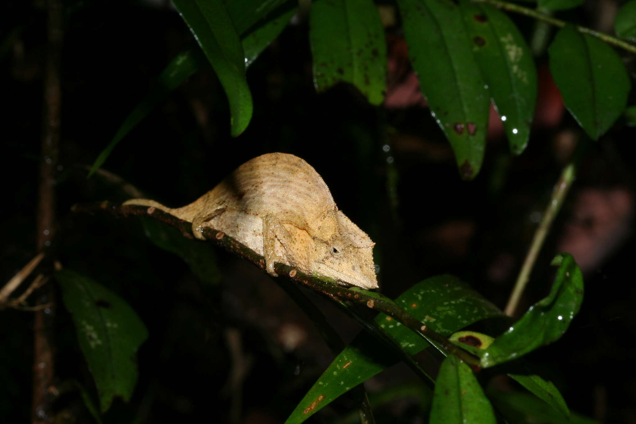 Image of Elongate Leaf Chameleon