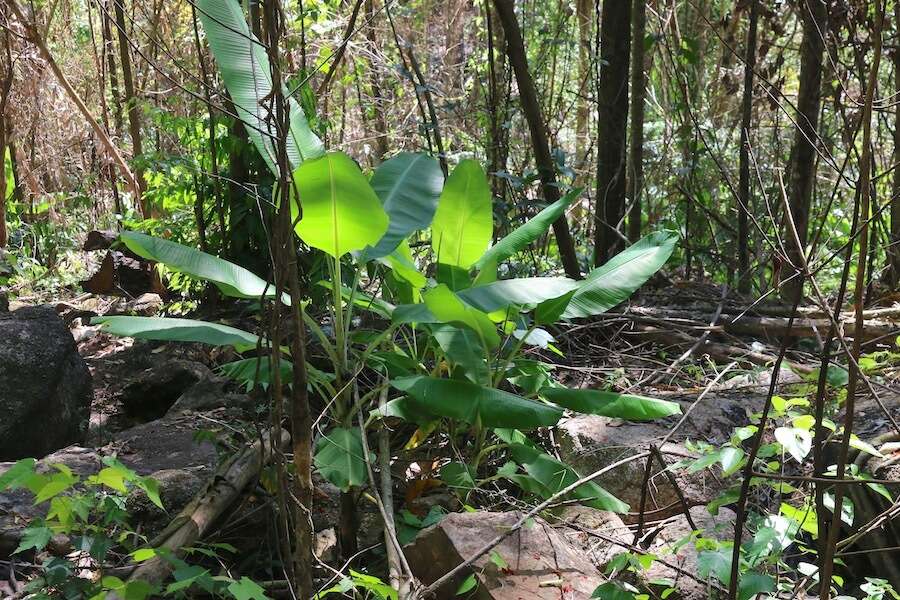 Image of Musa banksii F. Muell.