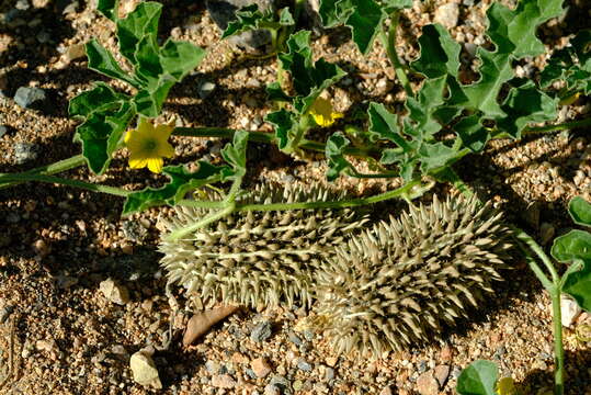 Image of African Wild Cucumber