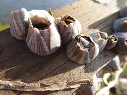 Image of Striped barnacle