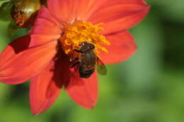 Image of Eristalis circe Williston 1891