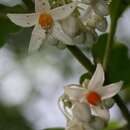 Image of Solanum leucocarpon Dun.