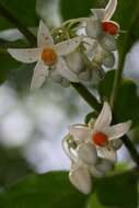 Image of Solanum leucocarpon Dun.