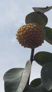 Image of Annona cornifolia A. St.-Hil.