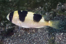 Image of Banggai damselfish