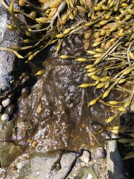 Image of Brown algae