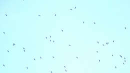 Image of White-collared Swift