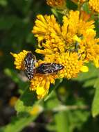 Image of Acmaeodera mudgei Westcott 2002