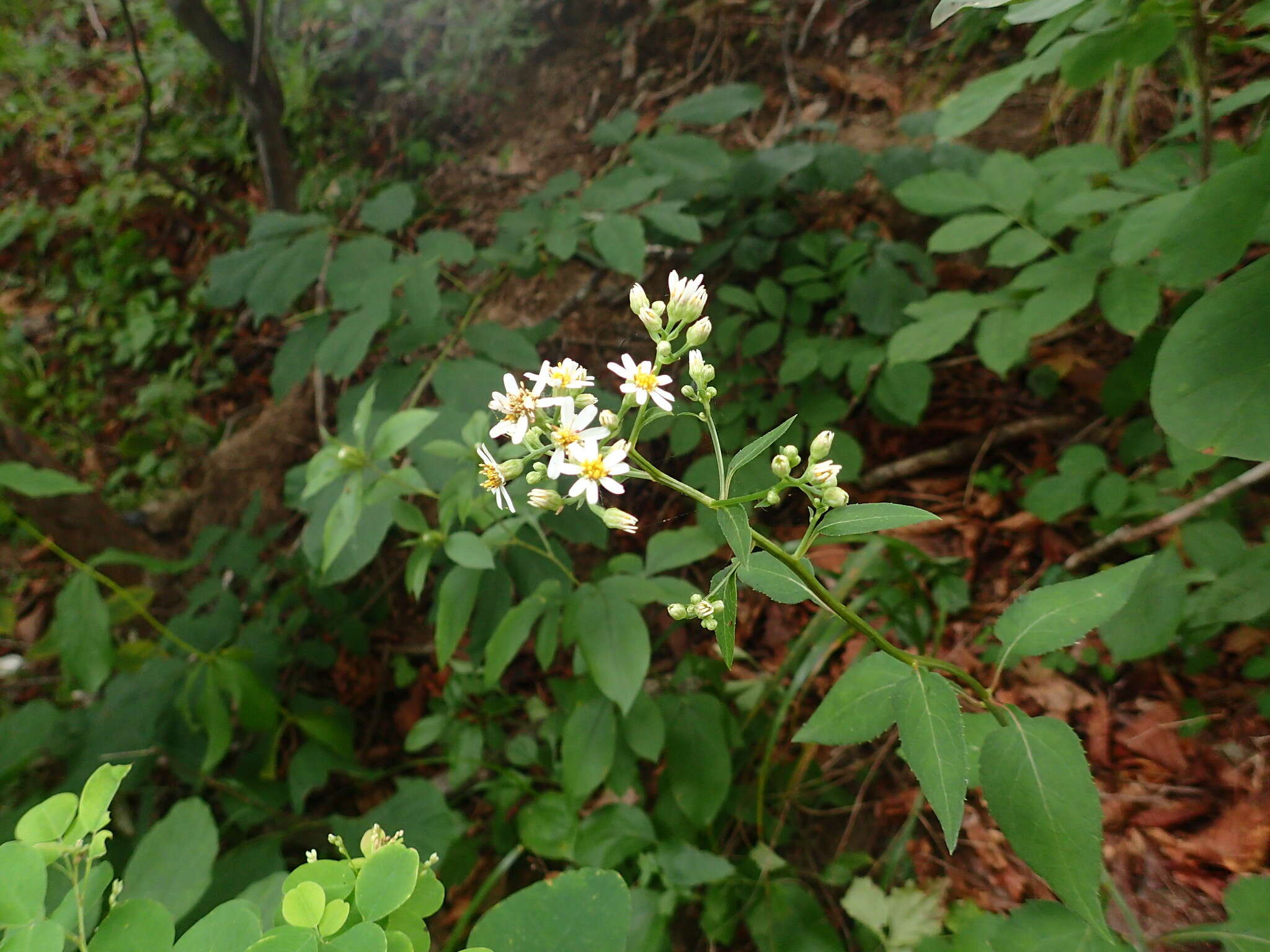 Image of Edible aster