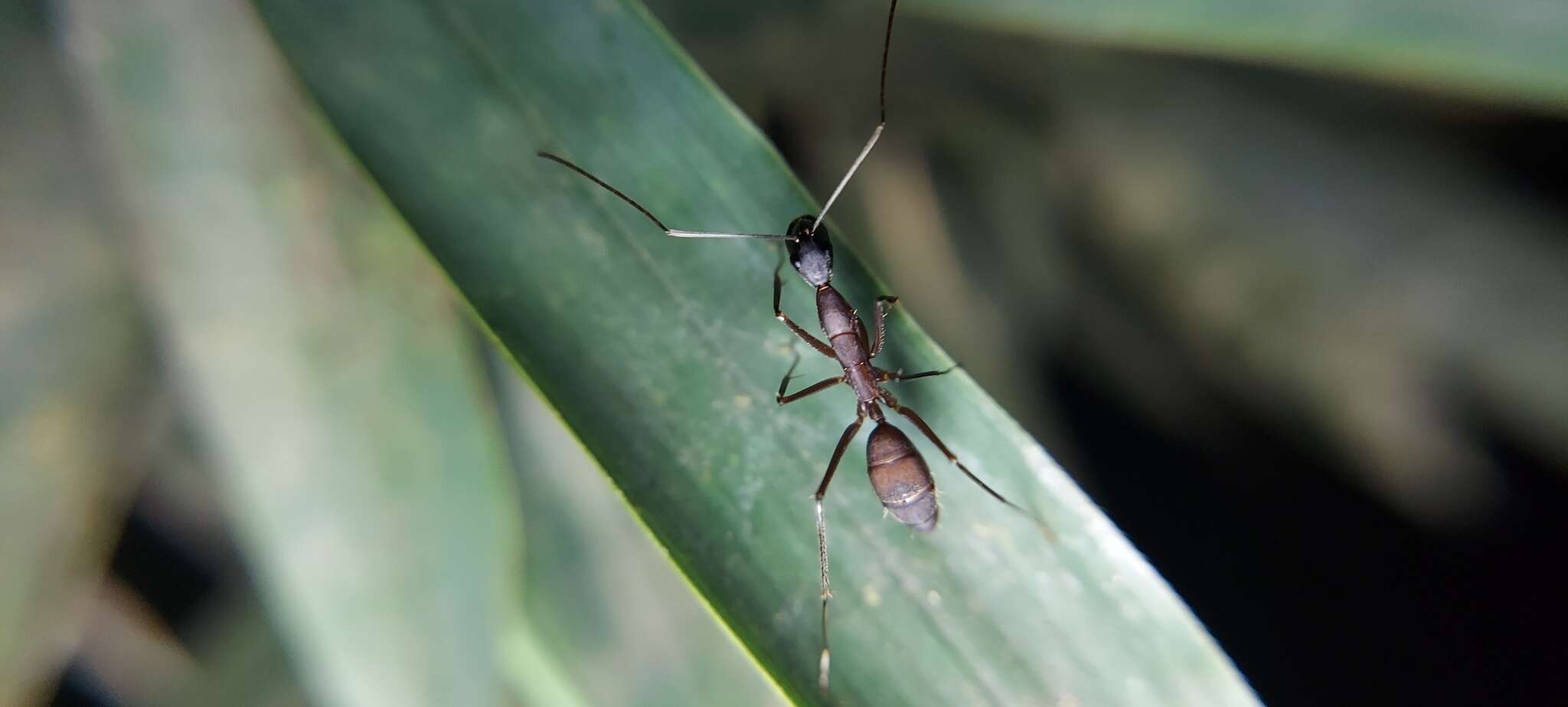 Imagem de Camponotus amoris Forel 1904