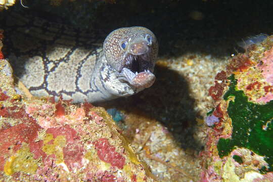 Image of Mosaic moray