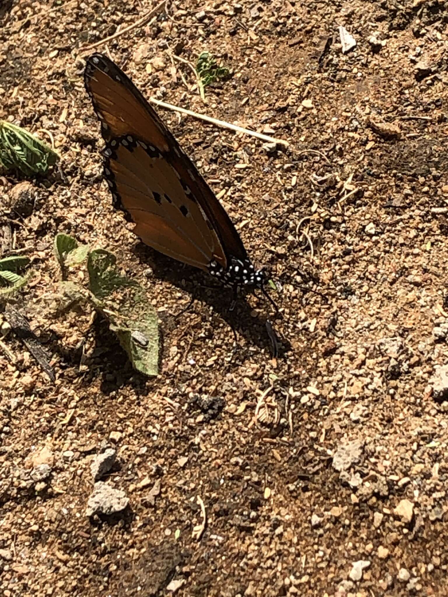 Image of Danaus (Anosia) chrysippus subsp. dorippus Klug 1845