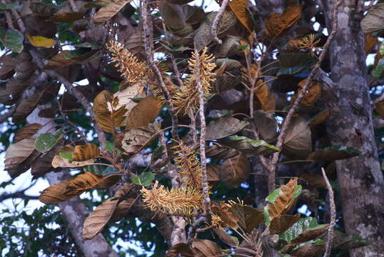 Imagem de Kermadecia sinuata Brongn. & Gris