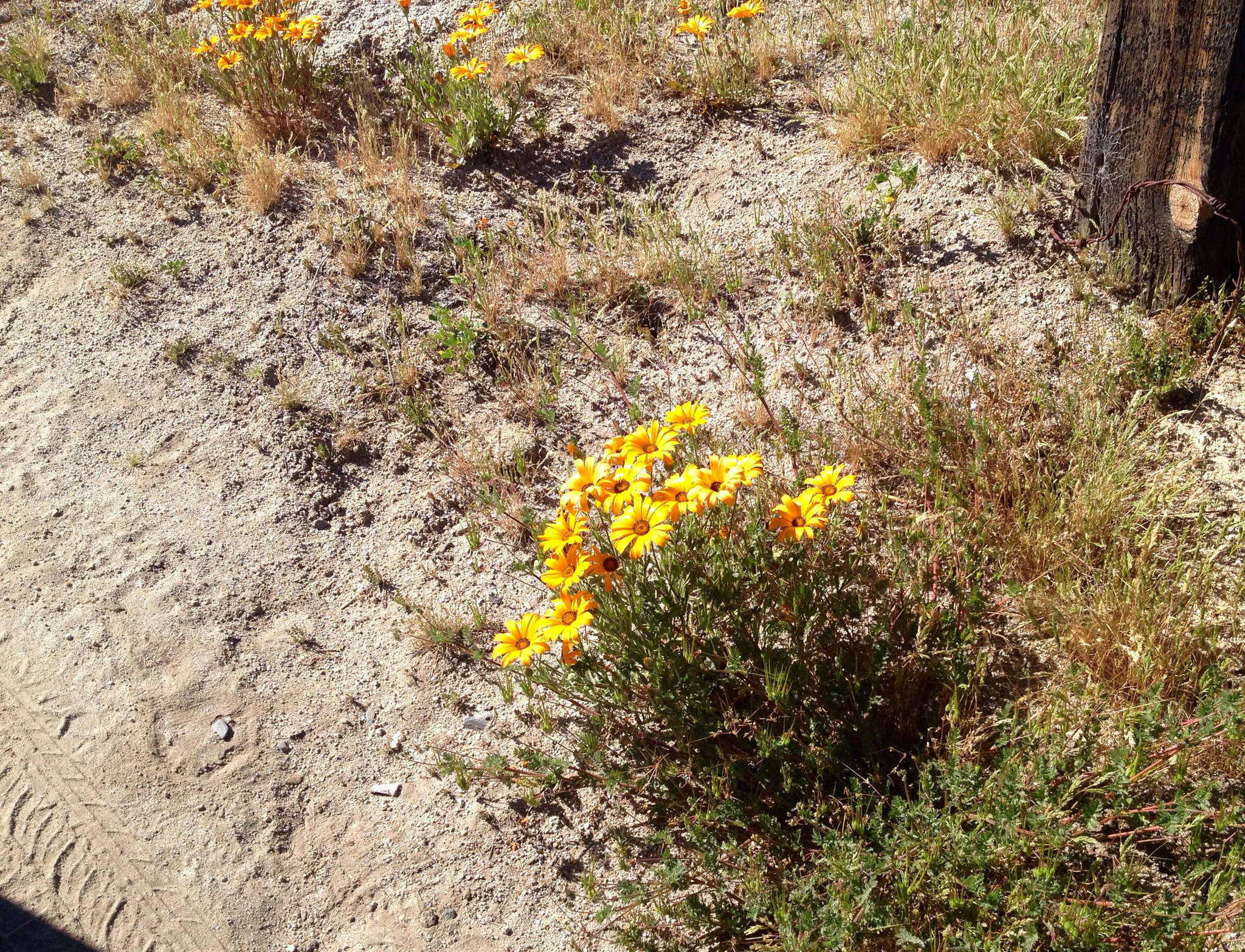 Image de Dimorphotheca sinuata DC.