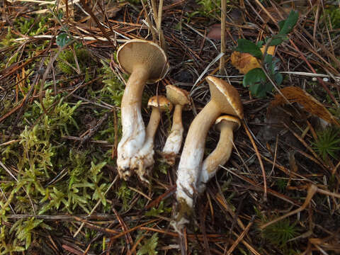 Image of Suillus bovinus (L.) Roussel 1796