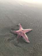 صورة Astropecten armatus Gray 1840