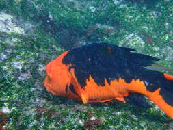 Image of Harlequin wrasse