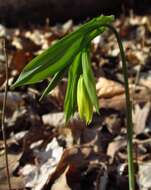 Image of largeflower bellwort