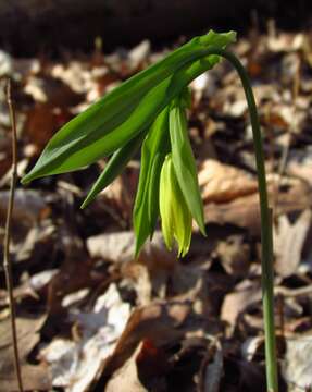 Image de Uvularia grandiflora Sm.