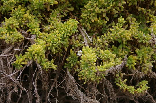 Image of Nolana galapagensis (Christoph.) I. M. Johnst.