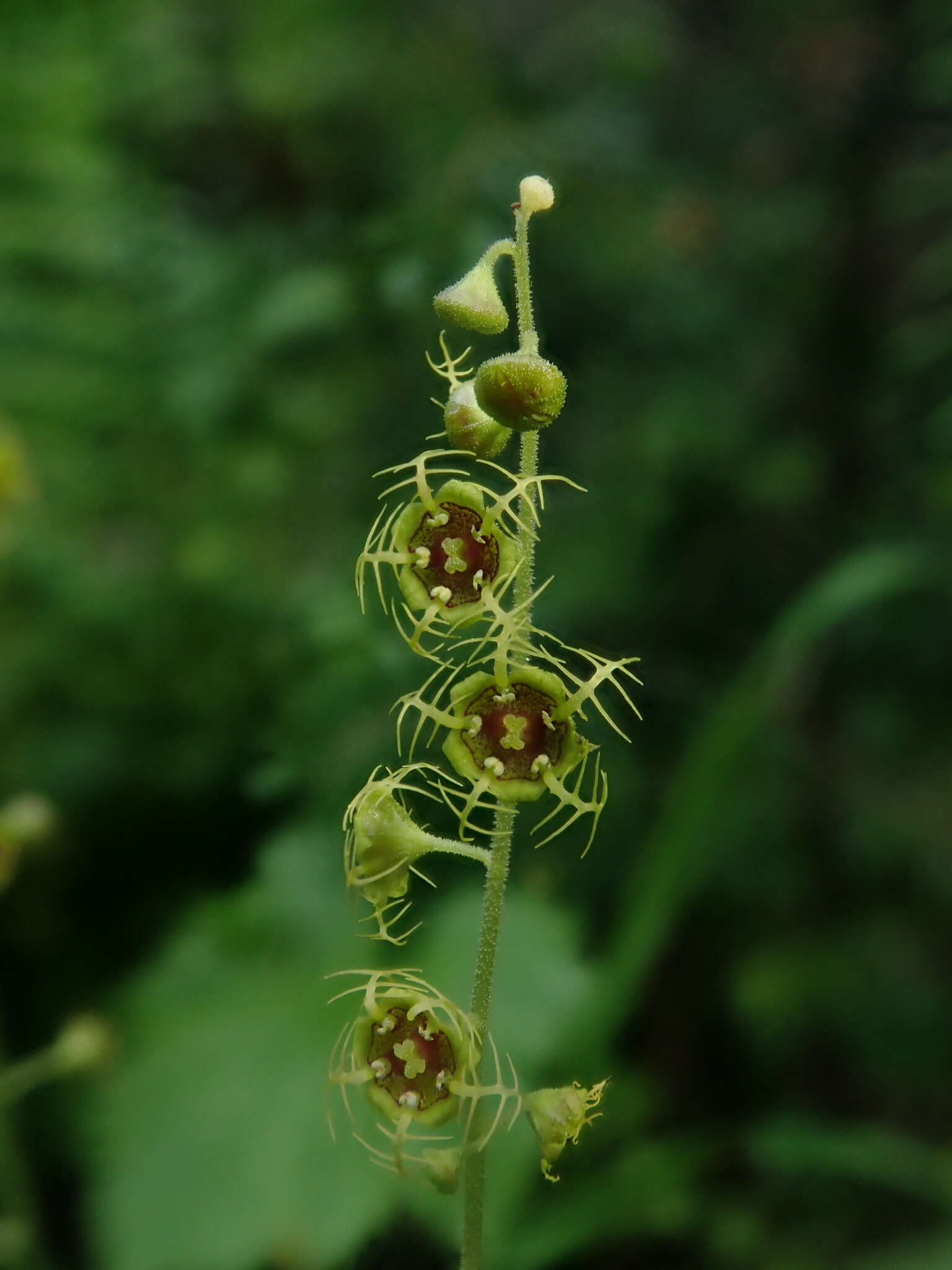 Image of fivestamen miterwort