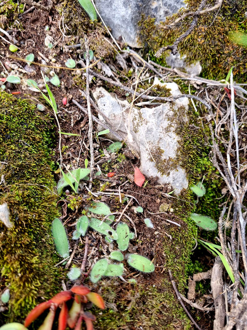 Image of Ornithogalum hispidum Hornem.