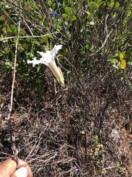 Слика од Ipomoea pruinosa G. D. Mc Pherson