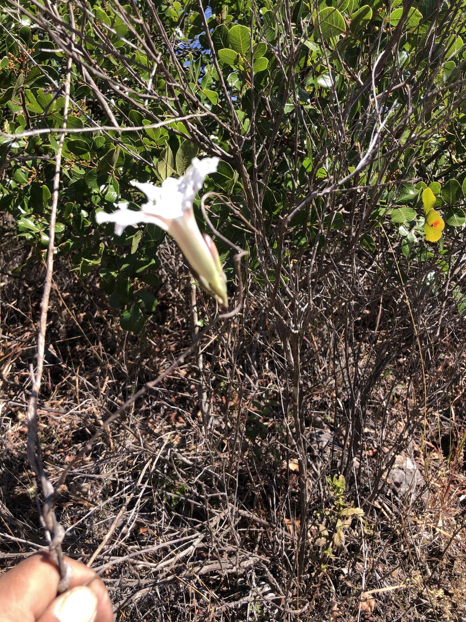 Слика од Ipomoea pruinosa G. D. Mc Pherson