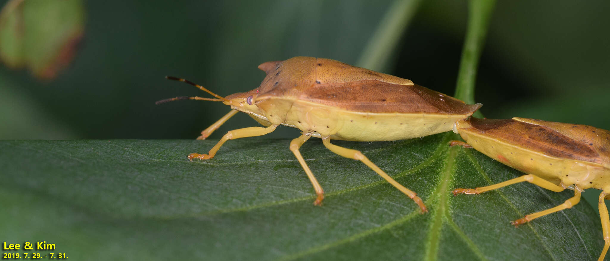 Image of Lelia decempunctata