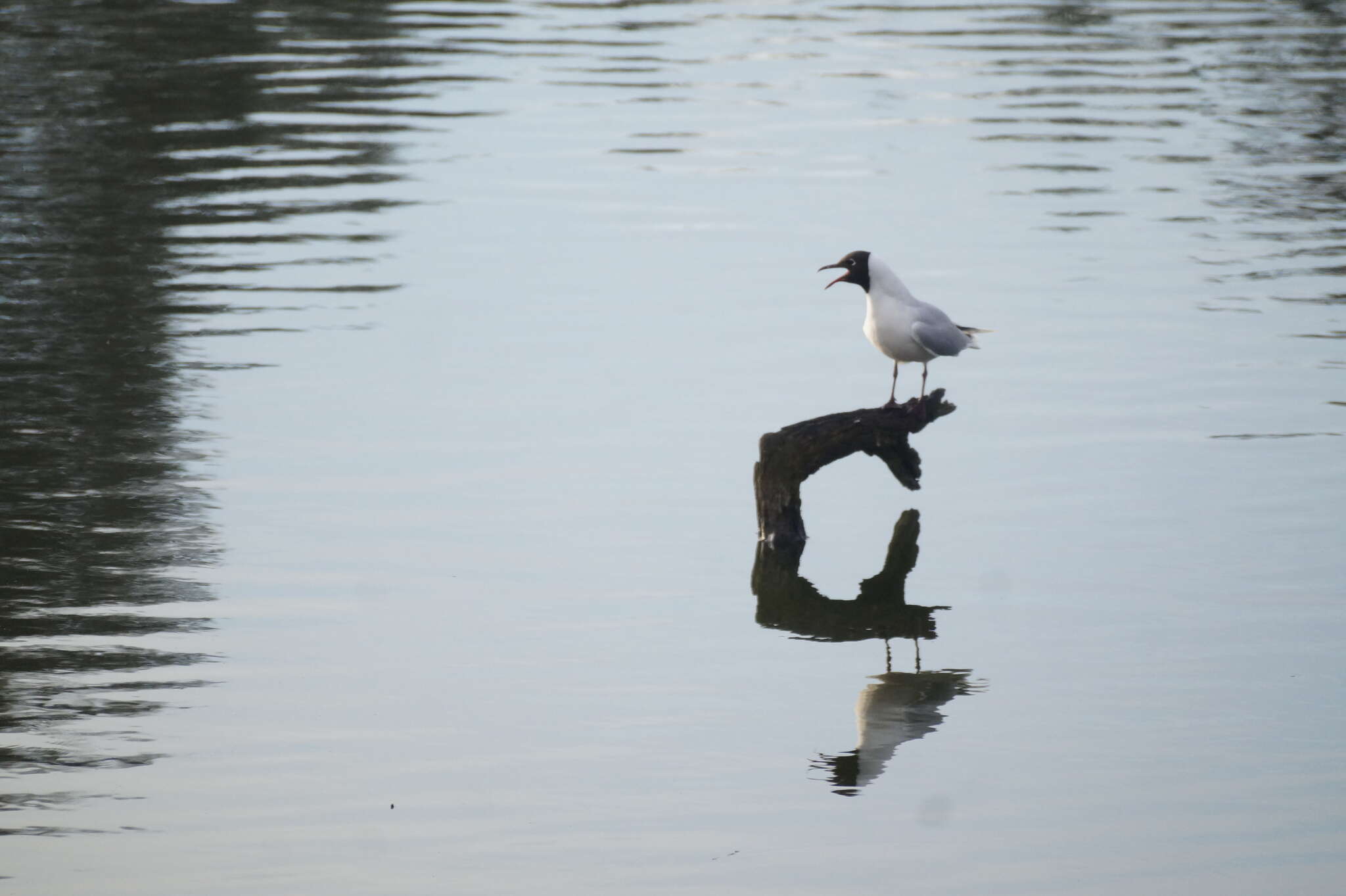 Image de Mouette de Patagonie