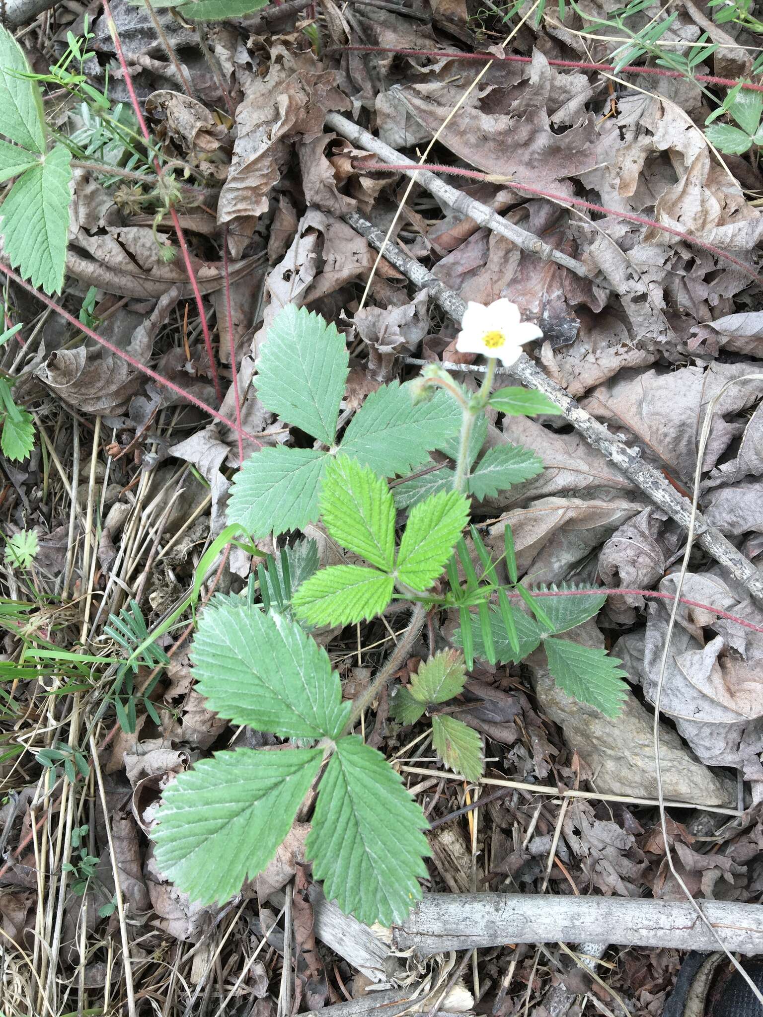 Imagem de Fragaria vesca subsp. californica (Cham. & Schltdl.) Staudt