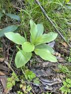 Слика од Lilium humboldtii subsp. humboldtii