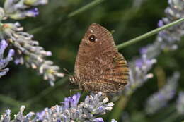 Imagem de Satyrus actaea Esper 1780