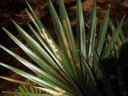 Image of Palm Leaf Skeletonizer