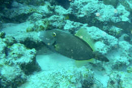 Image of Barred Filefish