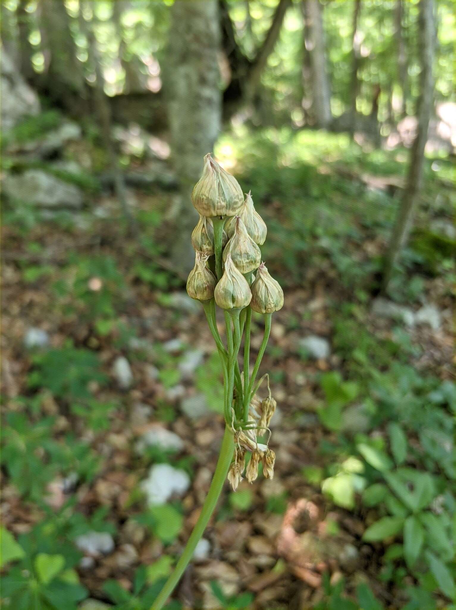 Image of Allium siculum subsp. dioscoridis (Sm.) K. Richt.