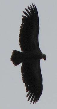 Image of Eurasian Griffon Vulture